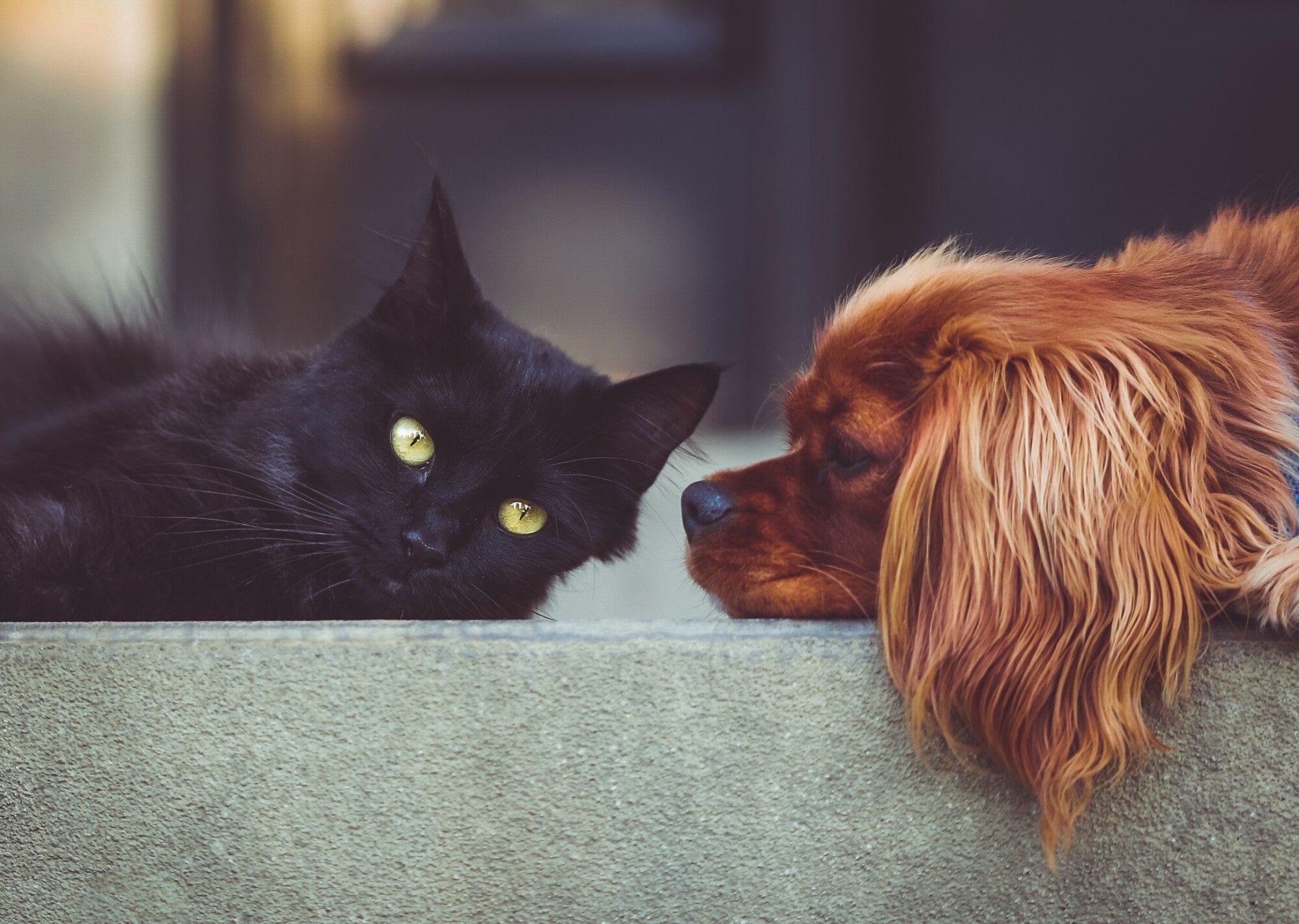 Pros and Cons of Allowing Pets in Your Rental Property